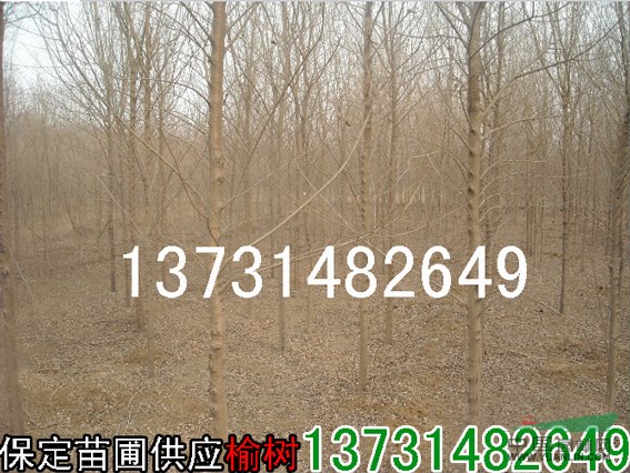 2公分榆樹價(jià)格-3公分榆樹價(jià)格-4公分榆樹價(jià)格-5公分榆樹價(jià)