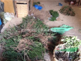 曼地亞紅豆杉小苗1.2.3年苗