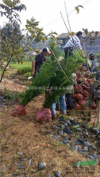 曼地亞紅豆杉小苗1.2.3年苗