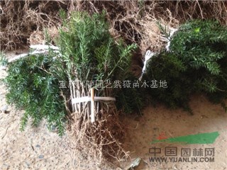 紅豆杉小苗，紅火箭紫薇小苗，紅火球紫薇苗