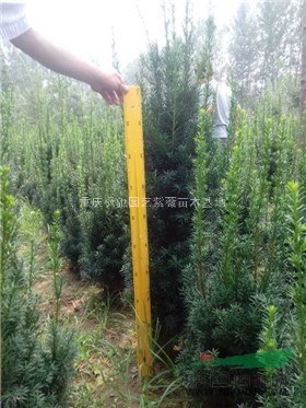 紅豆杉小苗，紅火箭紫薇小苗，紅火球紫薇苗