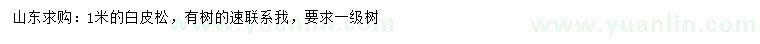 求購1米白皮松