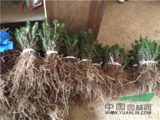 曼地亞紅豆杉小苗，曼地亞紅豆杉苗，曼地亞紅豆杉小苗報價