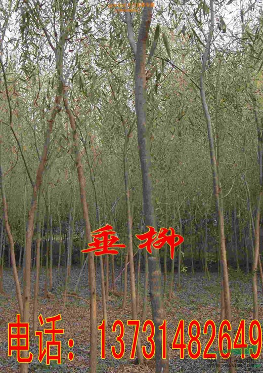 5公分垂柳-5公分垂柳價(jià)格-5公分垂柳報(bào)價(jià)-河北垂柳