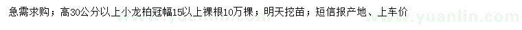 求購高30公分以上小龍柏