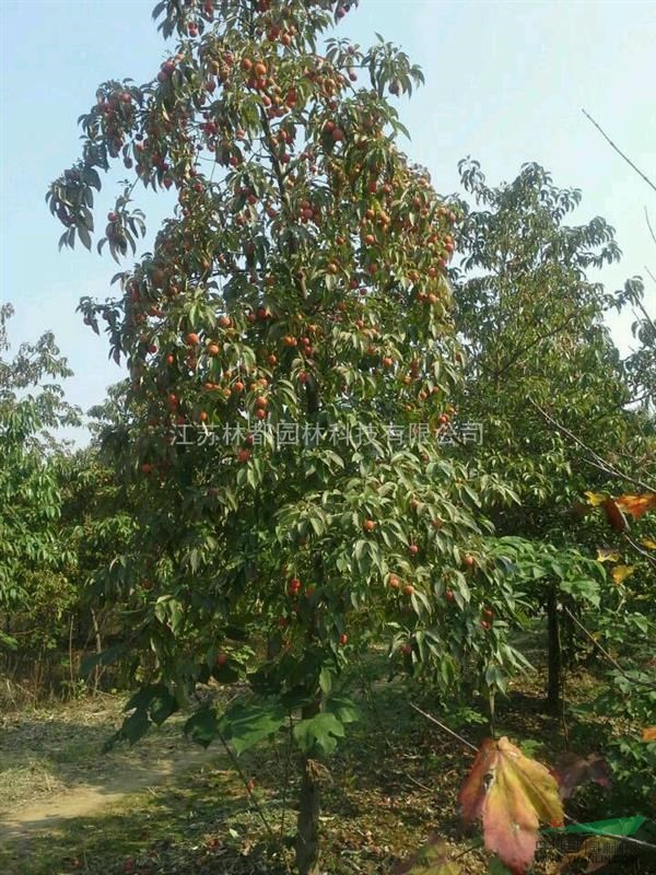 四照花、紅果四照花、江蘇四照花基地、四照花介紹