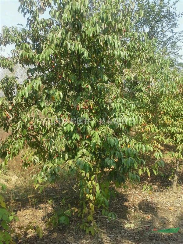 四照花、紅果四照花、江蘇四照花基地、四照花介紹