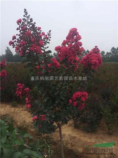 紅葉紫薇小苗-紅火箭紫薇小苗-紅火球紫薇苗，扦插技術