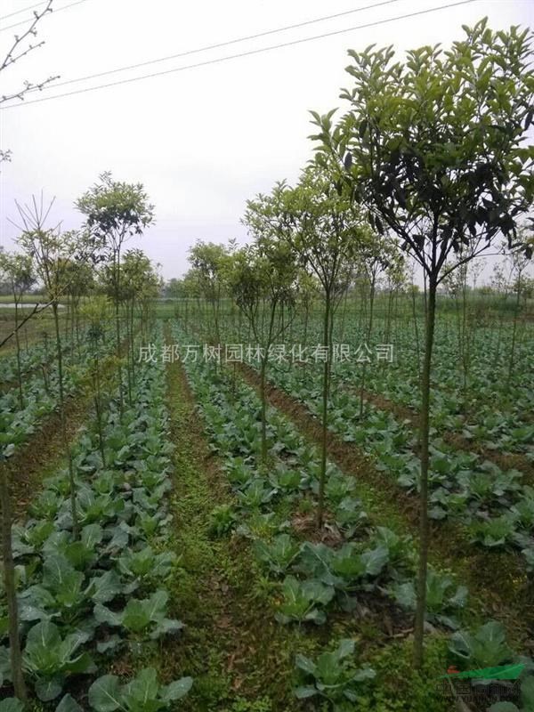 供應(yīng)桂花 成都桂花 桂花價格 桂花工程苗 萬樹園林供應(yīng)