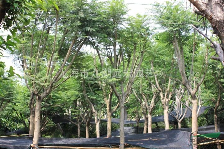 藍花楹報價 千畝藍花楹農戶直銷