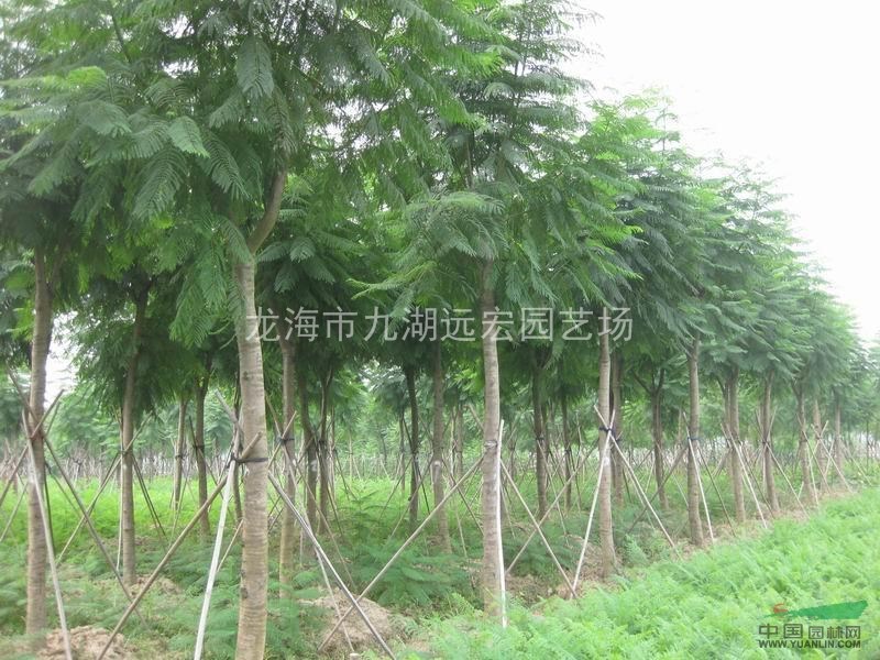 藍花楹報價 千畝藍花楹農戶直銷