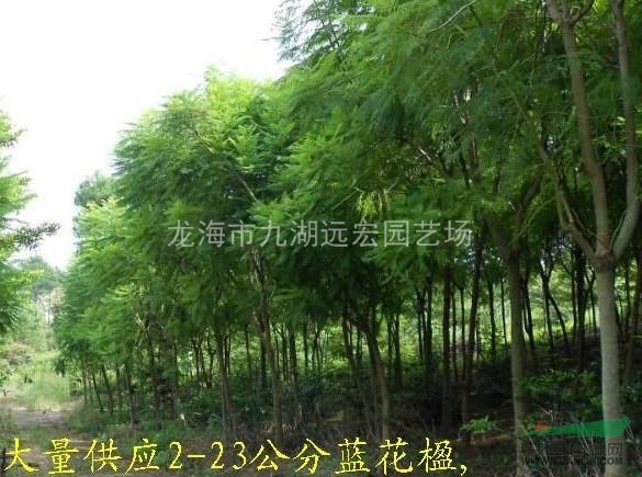 藍花楹報價 千畝藍花楹農戶直銷