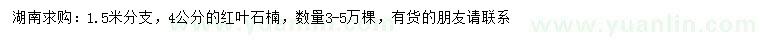 求購4公分紅葉石楠