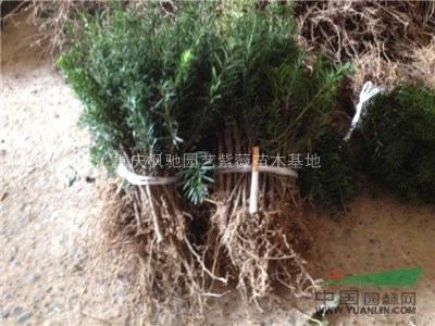 3曼地亞紅豆杉小苗