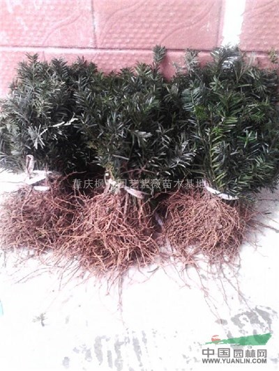 3曼地亞紅豆杉小苗