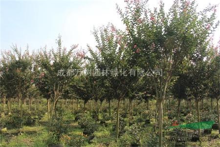 供應(yīng)紫薇 成都紅花紫薇 紫薇苗木價(jià)格