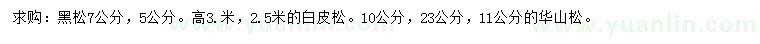 求購黑松、白皮松、華山松