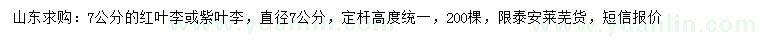 求購直徑7公分紅葉李、紫葉李