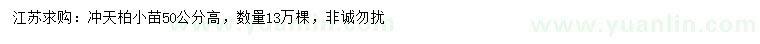 求購高50公分沖天柏