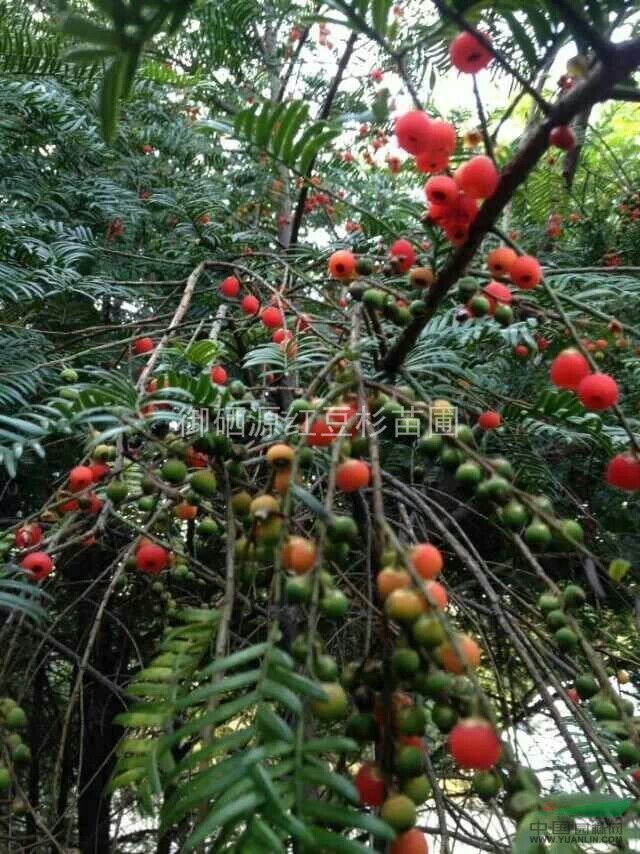 云南南方紅豆杉杯苗，貴州曼地亞紅豆杉盆景苗十堰曼地亞紅豆杉苗