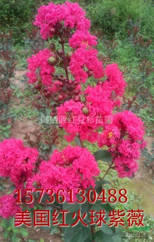 云南南方紅豆杉杯苗，貴州曼地亞紅豆杉盆景苗十堰曼地亞紅豆杉苗