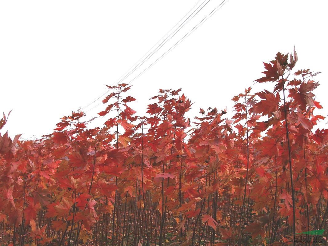 供應美國紅楓各種規(guī)格苗