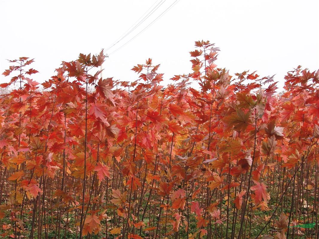 供應美國紅楓各種規(guī)格苗
