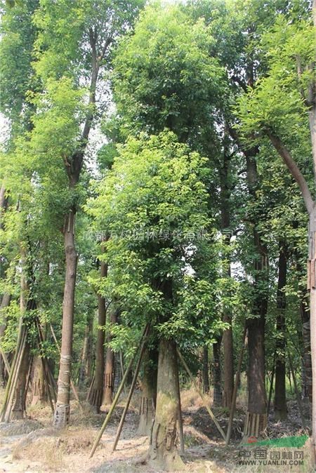 供應(yīng)香樟 成都香樟 香樟照片 香樟工程苗  萬樹園林售