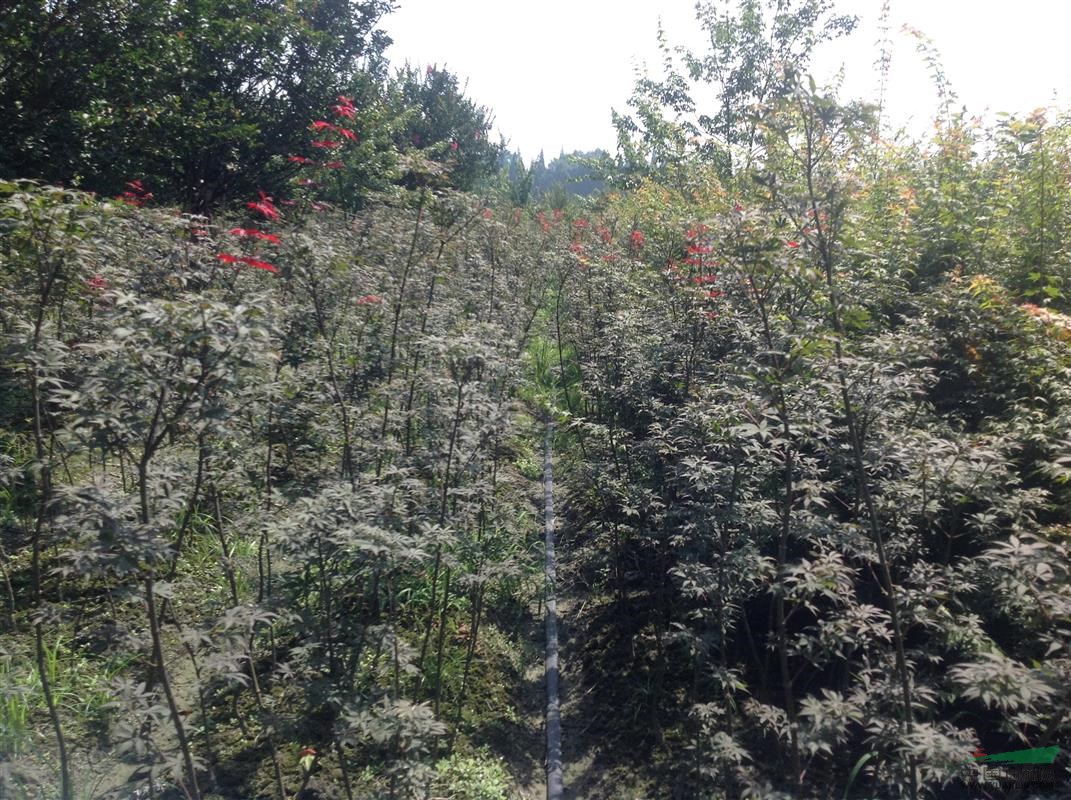 紅楓苗