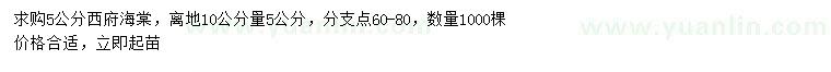 求購10公分量5公分西府海棠