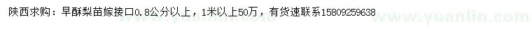 求購1米以上早酥梨苗