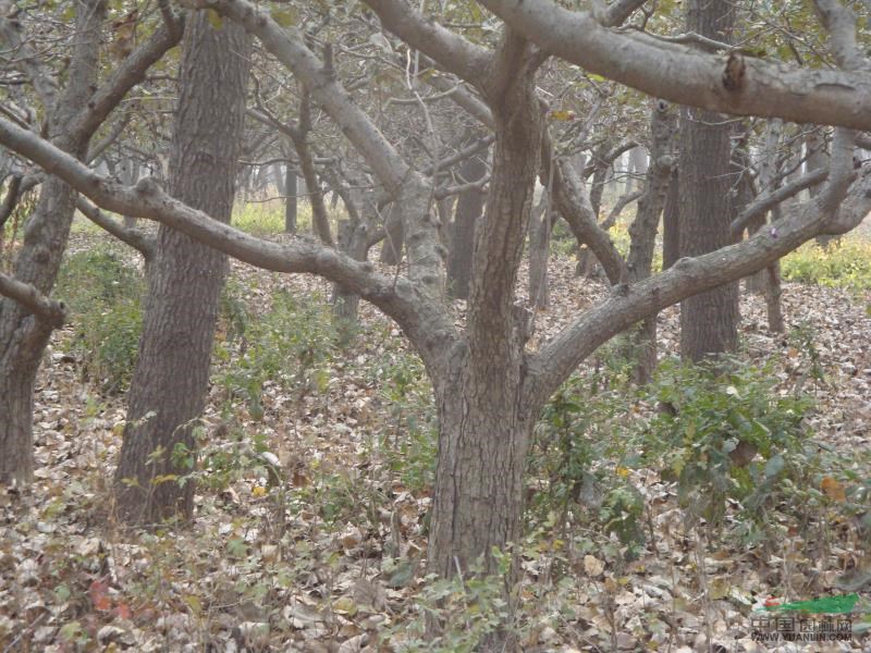 山楂樹2行情報(bào)價(jià)\山楂樹2圖片展示