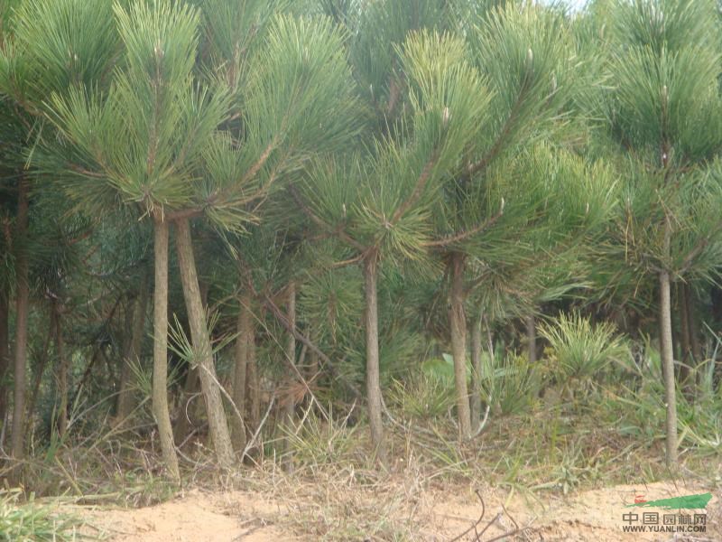 山東油松2信息