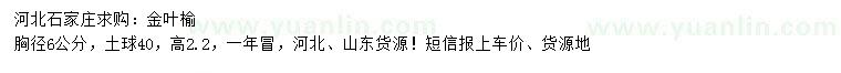 求購胸徑6公分金葉榆