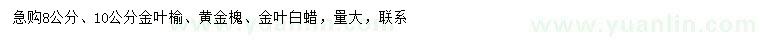 求購金葉榆、黃金槐、金葉白蠟