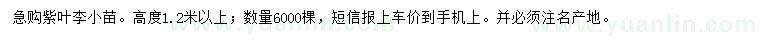 求購高1.2米以上紫葉李