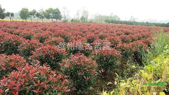 紅葉石楠 安徽紅葉石楠 紅葉石楠價格