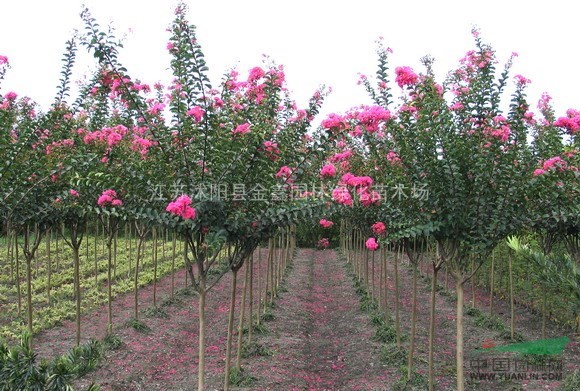 紅花紫薇價格 江蘇紅花紫薇價格 紅花紫薇價格小苗