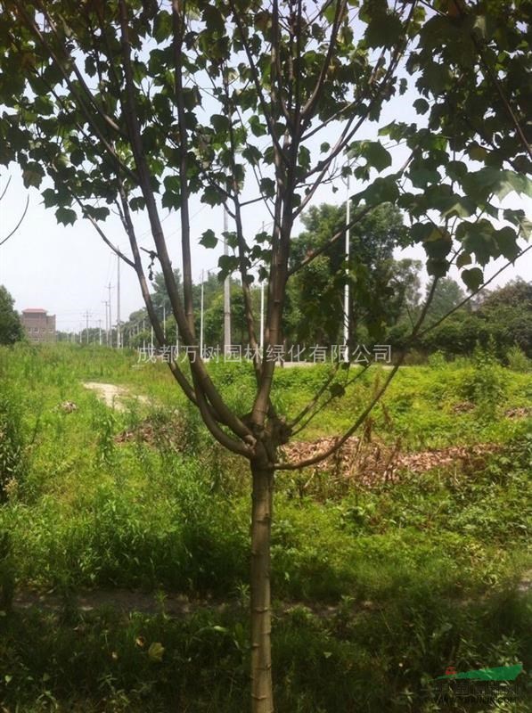 供應(yīng)木芙蓉 成都木芙蓉 木芙蓉工程苗 萬樹園林供應(yīng)