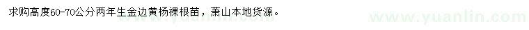 求購高60-70公分金邊黃楊