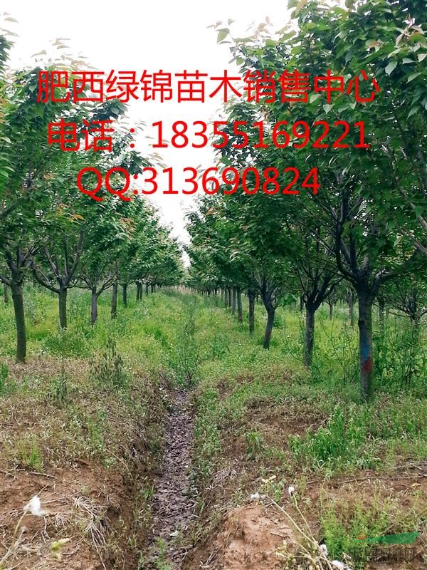 櫻花/安徽櫻花/日本晚櫻