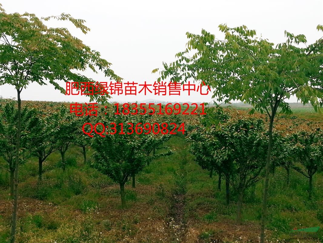 櫻花/安徽櫻花/日本晚櫻
