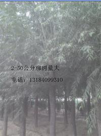 漯河18公分柳樹價(jià)格