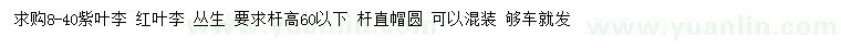 求購8-40紫葉李