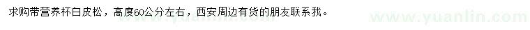 求購高度60公分左右白皮松