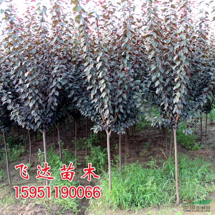 紫葉李2-3-4公分