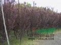 廣玉蘭價格 2公分紅葉李上車價格12元一棵