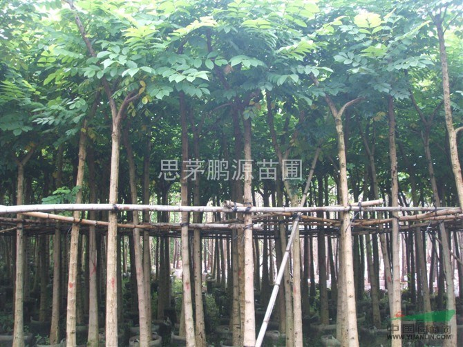 供應(yīng)火焰木