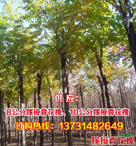 供應(yīng)6公分嫁接香花槐-6公分嫁接香花槐價(jià)格-8公分嫁接香花槐