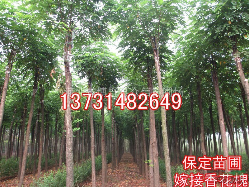 嫁接香花槐-嫁接香花槐價(jià)格-嫁接香花槐報(bào)價(jià)-北京嫁接香花槐